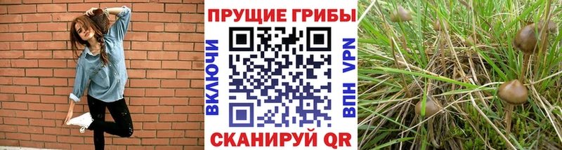Псилоцибиновые грибы мухоморы купить наркотик Ковров